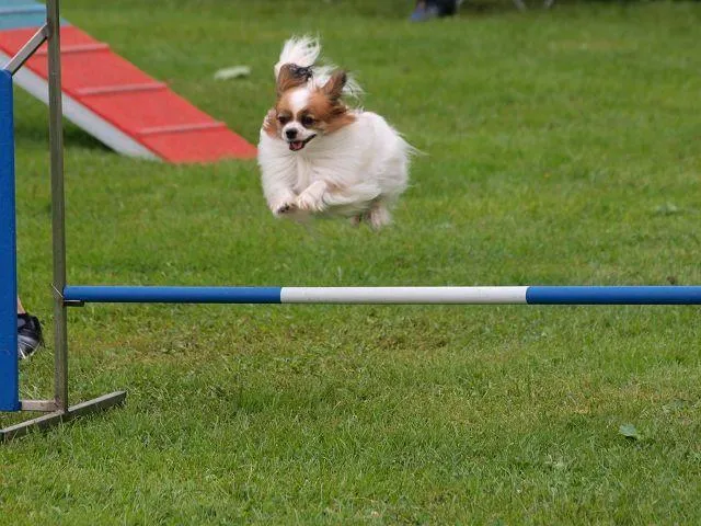 HSV Mühldorf - Hundesportverein - Hund